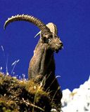 Cabra da Montanha Majestosa