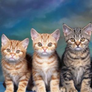 Trio de Gatinhos Fofos