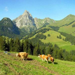 Paisagem montanhosa com vacas