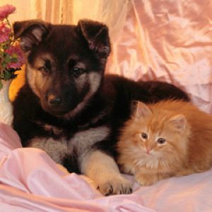 Filhote e Gatinho Fofo