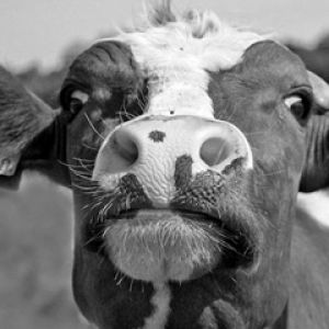 Rosto de Vaca Engraçado