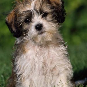 Cachorrinho Adorável