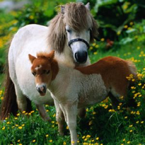 Pôneis fofos em um prado
