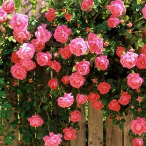 Rosas Pink em Cerca de Madeira