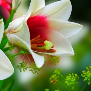 Linda Flor de Lírio Branco