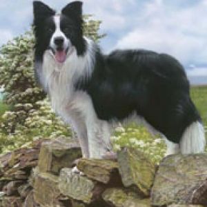 Border Collie nas Rochas
