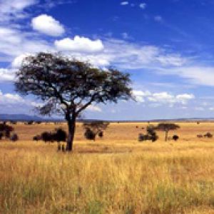 Paisagem africana serena