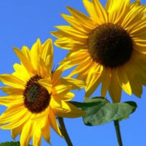 Girassóis Brilhantes em Flor