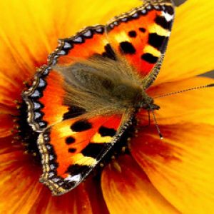 Borboleta Colorida em Flor