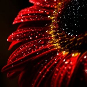 Flor Vermelha com Gotas de Água