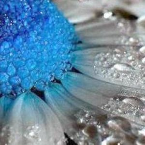 Flor Azul e Branca com Gotas de Água