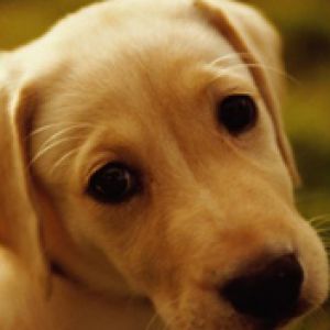 Filhote de Labrador Fofo
