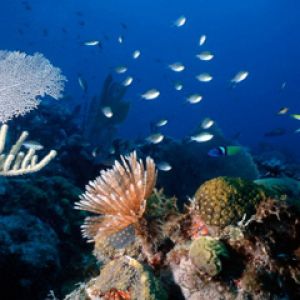 Recife de Coral Subaquático