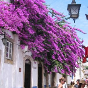 Rua com Bougainvillea Vibrante