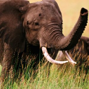 Elefante Majestoso na Natureza