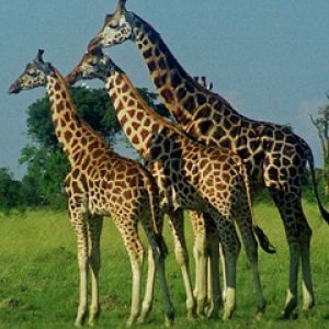 Girafas Majestosas na Natureza