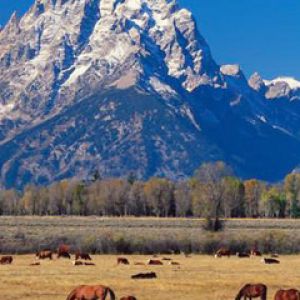 Montanhas Majestosas e Cavalos