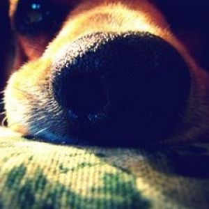 Close-up do nariz de um cachorro