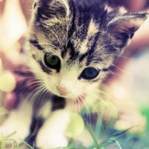 Gatinho Fofo na Natureza