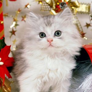 Gatinho de Natal Fofo