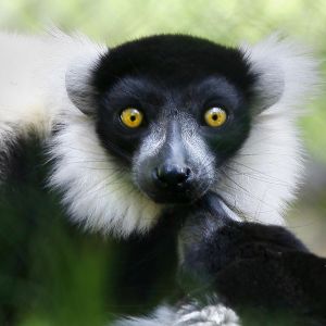 Lêmur com Olhos Impressionantes