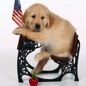 Filhote de Golden Retriever Fofo