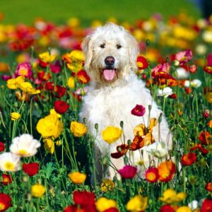 Cachorro fofo em campo de flores