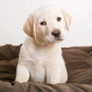 Filhote de Labrador Fofo