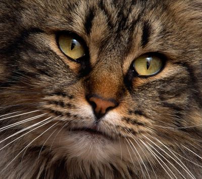 Gato Majestoso em Close-Up