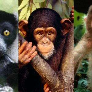 Macacos e lêmures fofos