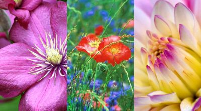 Coleção de Flores Coloridas