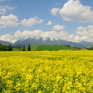 Campo de Flores Amarelas Vibrantes