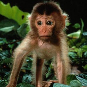 Filhote de Macaco Fofo