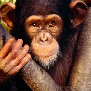 Retrato de Chimpanzé Fofo