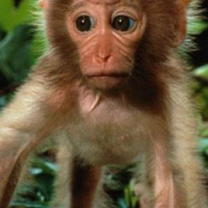 Macaco Bebê Fofo