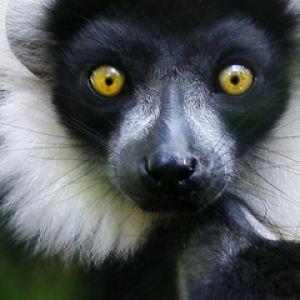 Lêmur com Olhos Amarelos Impressionantes