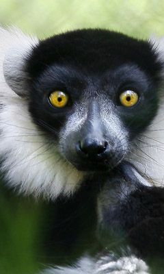 Lêmur com Olhos Amarelos Impressionantes