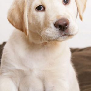 Filhote de Labrador Fofo