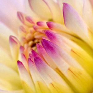 Linda Flor em Close-Up