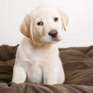 Adorável Filhote de Labrador