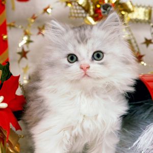 Gatinho de Natal Fofo