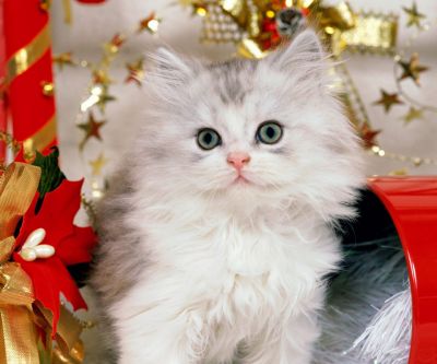 Gatinho de Natal Fofo