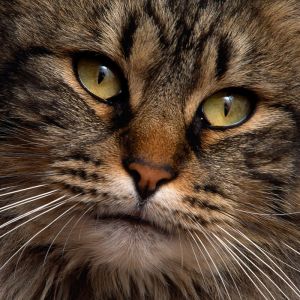 Gato Majestoso em Close-Up