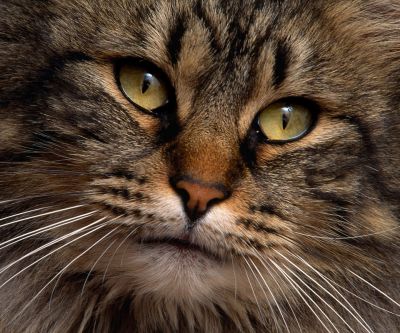Gato Majestoso em Close-Up - wallpaper preview