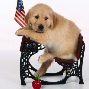 Filhote de Golden Retriever Fofo