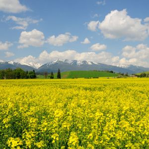 Campo de Flores Amarelas Vibrantes