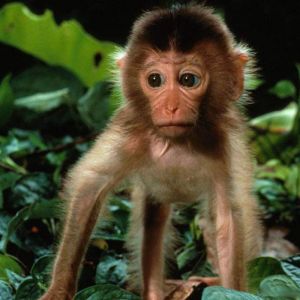 Macaco Fofo na Natureza