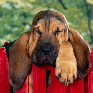 Cachorro Dormindo Fofo