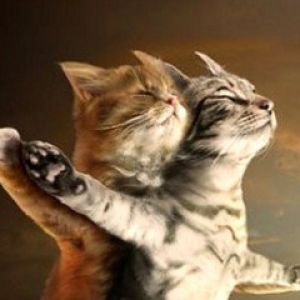 Gatos fofos se abraçando