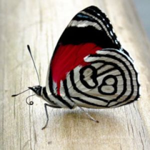 Borboleta Colorida com Padrões Únicos